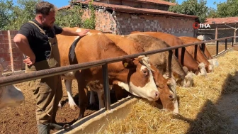 Memurluktan istifa edip hayalini gerçekleştirdi: Köyünde çiftlik kurdu