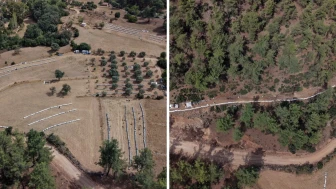 Muğla'da çam balı hasadı başladı: Arıcıların yüzü bu yıl gülüyor