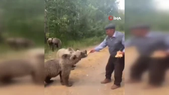 Boz ayıları elleriyle besledi: O anlar kamerada