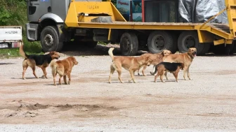 Sokak köpeklerinin toplanma oranı nedir ve süreç nasıl işleyecek ?