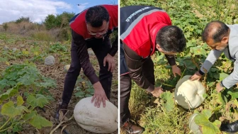 Sonbaharın gözdesinde hasat mesaisi: Olgunlaştığı böyle anlaşılıyor