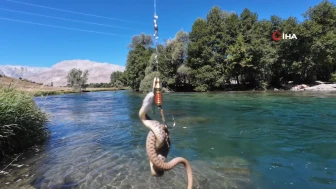 Tunceli'de oltaya balık yerine su yılanı takıldı