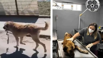 Yaralı köpeğe ekipler yetişti : Ağzındaki çengel çıkarıldı