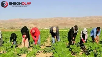 Mevsimlik tarım işçileri neden zorlu koşullarda çalışmak zorunda kalıyor?