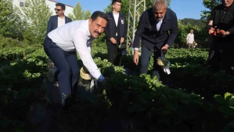 Hatay’da çilek bereketi: Hedef 11 bin tona yakın rekolte