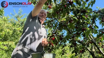 Dereköy'de kiraz hasadı başladı: Üreticiler verimden memnun mu?