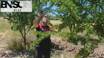 Ağın'da badem bahçelerinde hastalık ve zararlı kontrolü