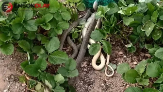 Kırıkkale'de ağa dolanan yılanlar, itfaiye ekipleri tarafından kurtarıldı