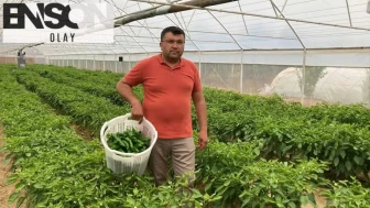 Manisa'nın Sarıgöl ilçesinde yetiştirilen emcelli biberi yoğun ilgi görüyor