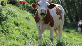 Yem fiyatlarındaki yükseliş ve meraların azalması hayvancılığı olumsuz yönde etkiliyor mu?