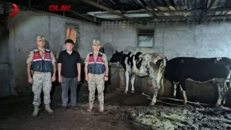 Kilis’te kaybolan büyükbaşlar jandarma tarafından bulundu