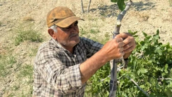Şanlıurfa'da fıstık ağaçlarına kalem aşısı yapılacak haberler başladı