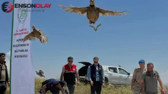 Adıyaman Sincik'te 200 keklik doğaya salındı