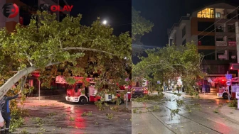 Kocaeli İzmit'te tramvay hattına dal düştü, seferler gecikti