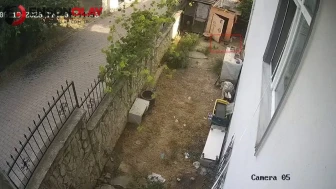 Karganın yumurta hırsızlığı güvenlik kamerasına yansıdı