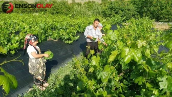 Erzincan’da üzüm hasadından önce yaprak hasadı başladı