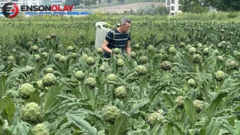 Bursa'nın Hasanağa Mahallesi'nde tarımsal üretim baskısı artıyor