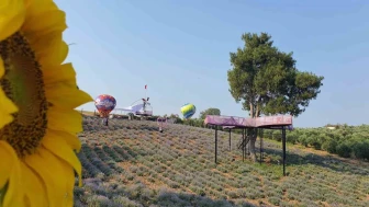 Kadirli'de 5'inci geleneksel lavanta festivali için hazırlıklar tamamlandı