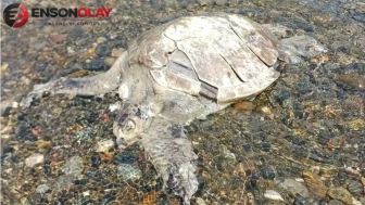 Muğla Ula’da sahilde ölü Caretta Caretta bulundu