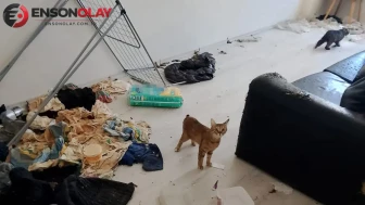 Bolu'da koku yayılan evde şoke eden manzara : Bakımsız kalan kediler kurtarıldı