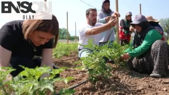 Düzce'de ata tohumu üretimi büyüyor