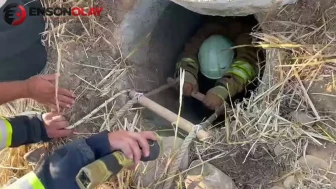 Hatay'da su kuyusuna düşen koyunlar itfaiye tarafından kurtarıldı