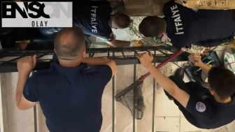 Kütüphanede gerçekleşen olağanüstü kurtarma operasyonu: Hamile kedi için duvarlar delindi