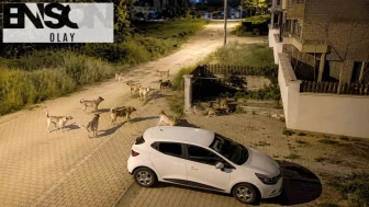 Bolu’da artan köpek sayısı endişe yaratıyor: Vatandaşlar güvenliğinden endişeli