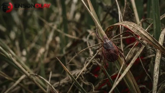 Keneler aşırı sıcakta nerede saklanır ve korunma yöntemleri nedir?