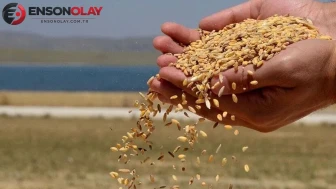 Toprak Mahsülleri Ofisi, 5 milyon tonluk hububat aldı
