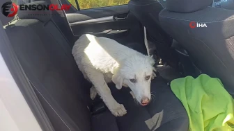 Antalya'da kanalda mahsur kalan köpek itfaiye ekibi tarafından kurtarıldı