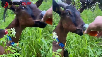 Rize'de keçi, beklenenin aksine sıradışı bir davranış sergileyerek lıkır lıkır çay içti!