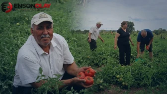 Domates fiyatları tırmanıyor! Üreticiler kiralık tarla maliyetlerinin altından nasıl kalkacak?