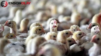 Avustralya'da Yabani Kuşlara Bulaşan H5 Kuş Gribi Endişe Yaratıyor
