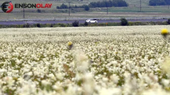 Sarıkamış yayaları beyaz çiçeklerle kaplandı