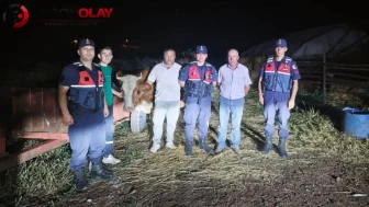 Bilecik’te kaybolan büyükbaş hayvan, jandarma ekipleri sayesinde güvenli bir şekilde bulundu