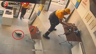 İstasyon görevlisi, kargayı kediden kurtararak olağanüstü bir kahramanlık sergiledi!