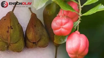 Türkiye'nin Damakları Şimdi de Ackee ile Tanışıyor: Dünyanın En Lezzetli Meyvesi Türkiye'ye Geliyor!