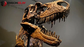 67 milyon yıllık T-Rex iskeleti rekor bir fiyata alıcı buldu!