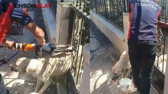 Tokat'ta köpek demir kapıya sıkıştı, itfaiye ekipleri kurtardı
