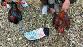 İstanbul’da Hayvanları Koruma Derneği baskını : Horoz dövüşü ve kumar ortaya çıktı