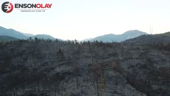 Muğla'daki orman yangınları sonrası zarar gören alan ne kadar?