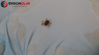 Sivas'ta KKKA bilançosu: Ölü sayısı yükseldi