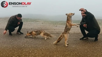 Yaban hayvanları hangi bölgelerde yaşar ve tilkilerin beslenme alışkanlıkları nelerdir?