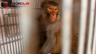 Antakya sokaklarında hareketli dakikalar: Mahallede ortaya çıkan maymun ortalığı birbirine kattı! Bir yaralı
