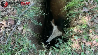 Amasya'da defineci çukuruna düşen boğa kepçeyle kurtarıldı