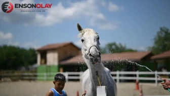 Düzce'de sıcak havadan etkilenen atlar yıkanarak serinletildi