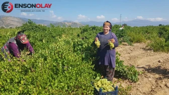 Gaziantep İslahiye'de üzüm hasadı başladı