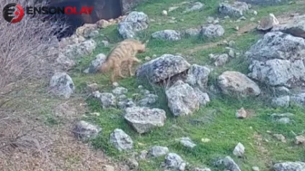 Doğal yaşamı bozanlara 5 milyon TL'ye kadar ceza : Çizgili sırtlanlar için kritik uyarı