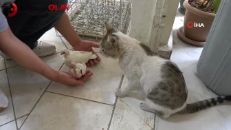 Güvercin Oteli'nde konaklayan kedi Bulut, sıra dışı bir yeteneğe sahip!